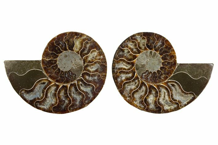 Cut & Polished, Agatized Ammonite Fossil - Madagascar #344493